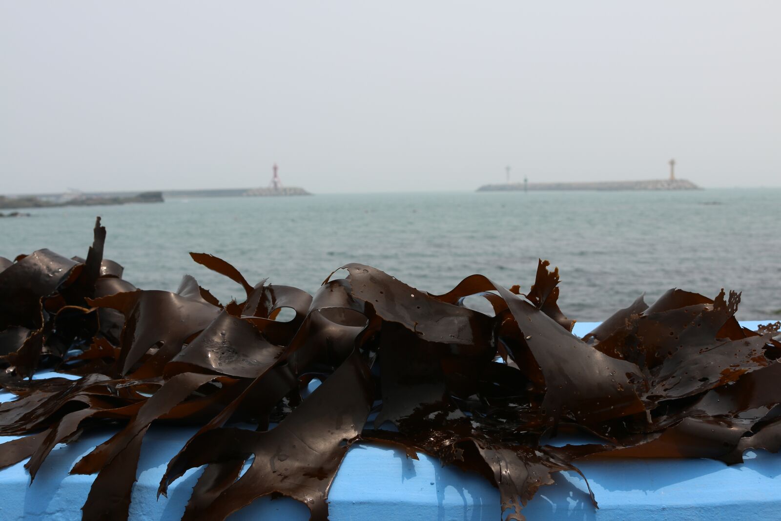Canon EOS 70D sample photo. Seaweed, tangle, kelp photography