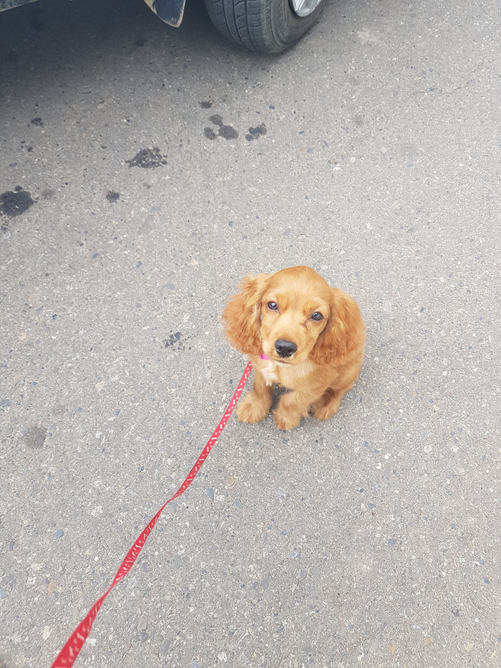 Samsung Galaxy S8+ sample photo. Puppies, pets, dogs photography
