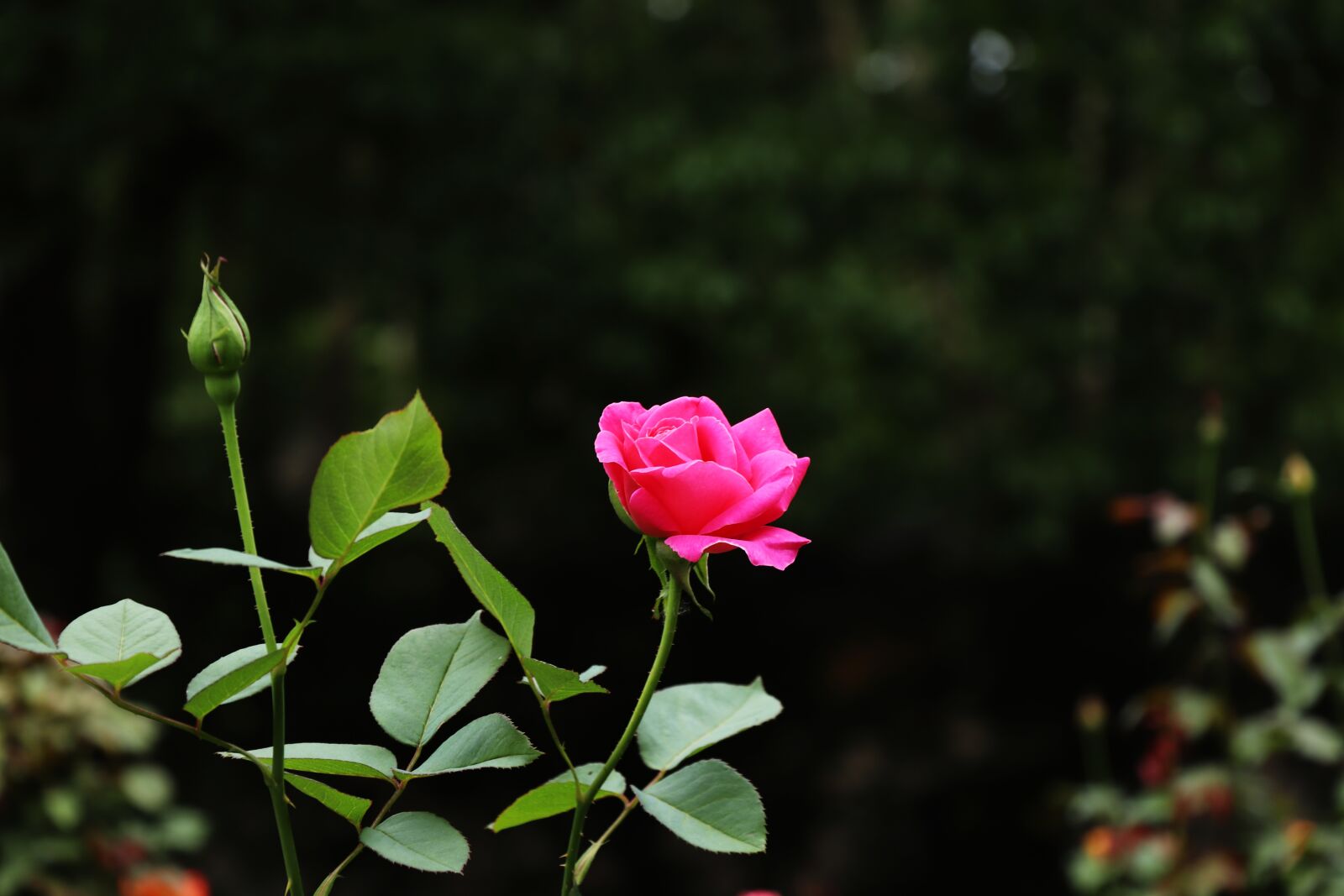 Canon EOS 77D (EOS 9000D / EOS 770D) sample photo. Rose, flower, garden photography