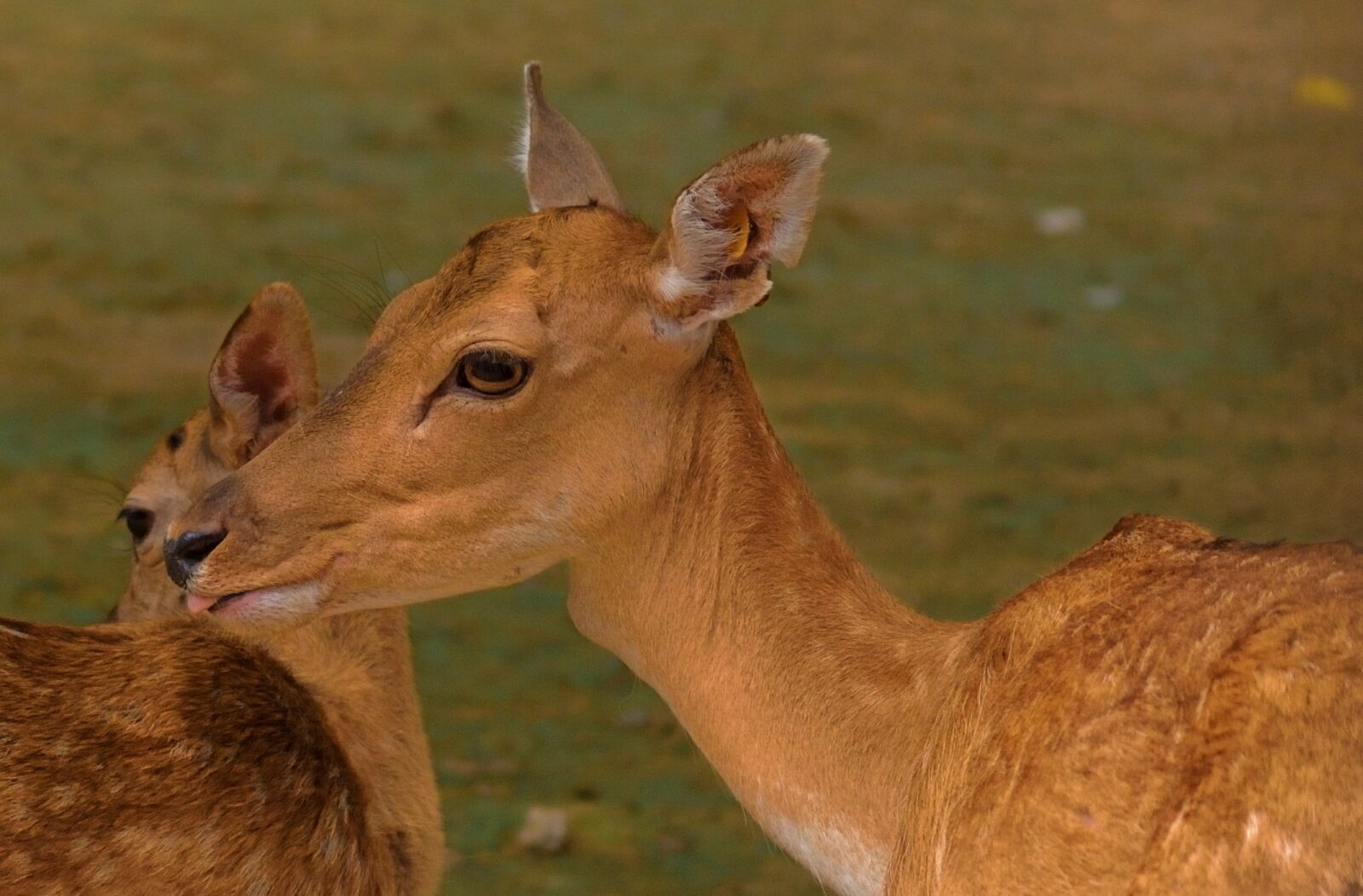 Nikon D300 sample photo. Intimacy, deer, motherly love photography