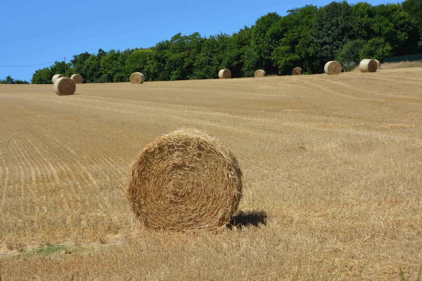 Nikon D5200 sample photo. Hay, roundballer hay, feeding photography