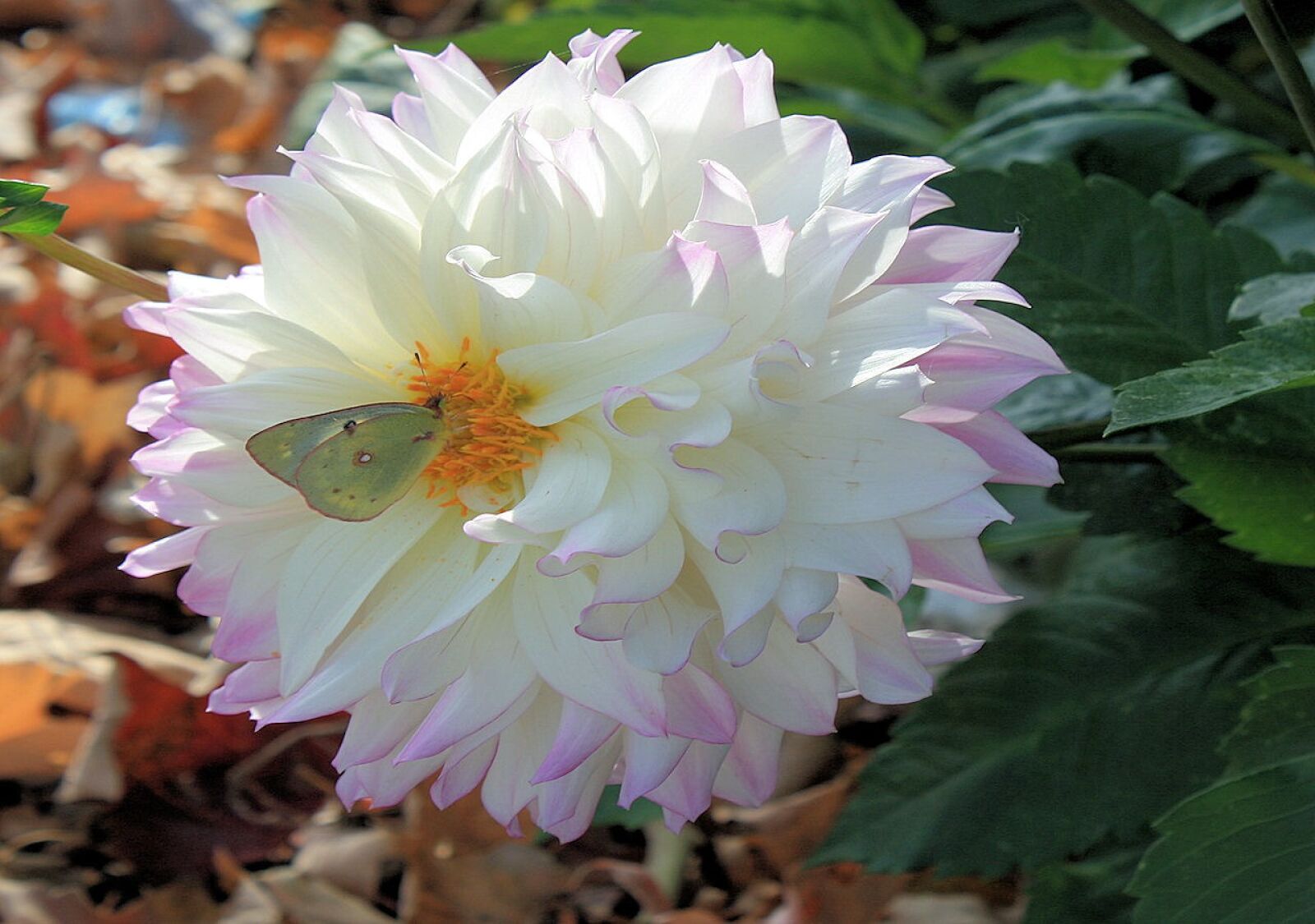 Canon EOS 1000D (EOS Digital Rebel XS / EOS Kiss F) sample photo. Flowers, nature, seasons photography