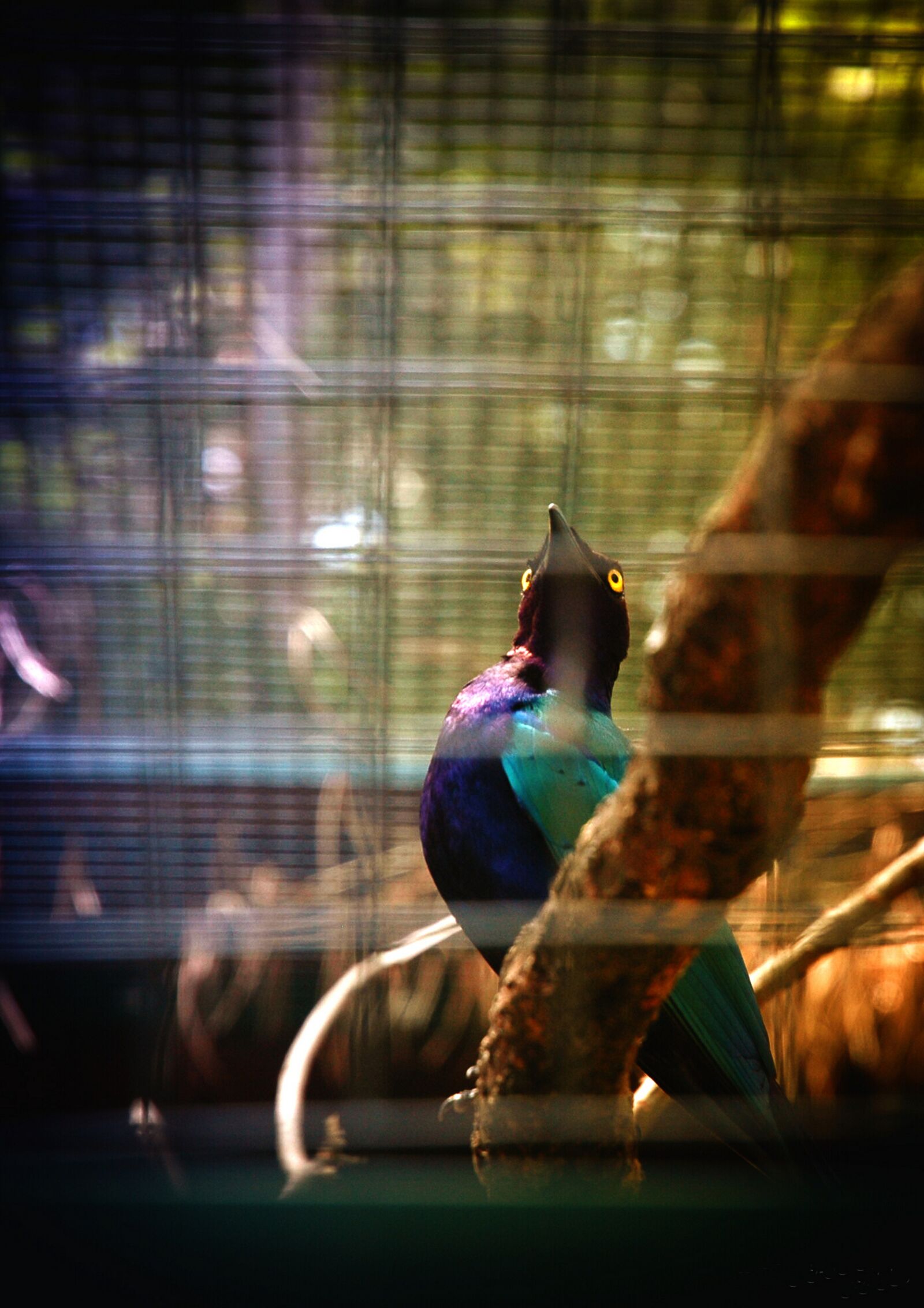Nikon D70s sample photo. Birds, the zoo, nature photography