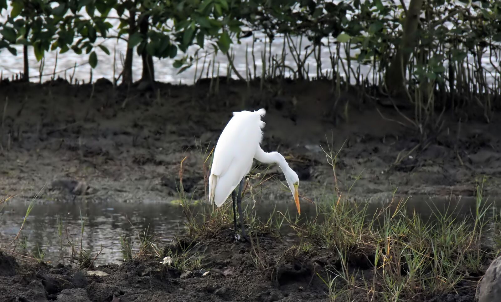 Olympus OM-D E-M1 sample photo. Bird, wild, wildlife photography