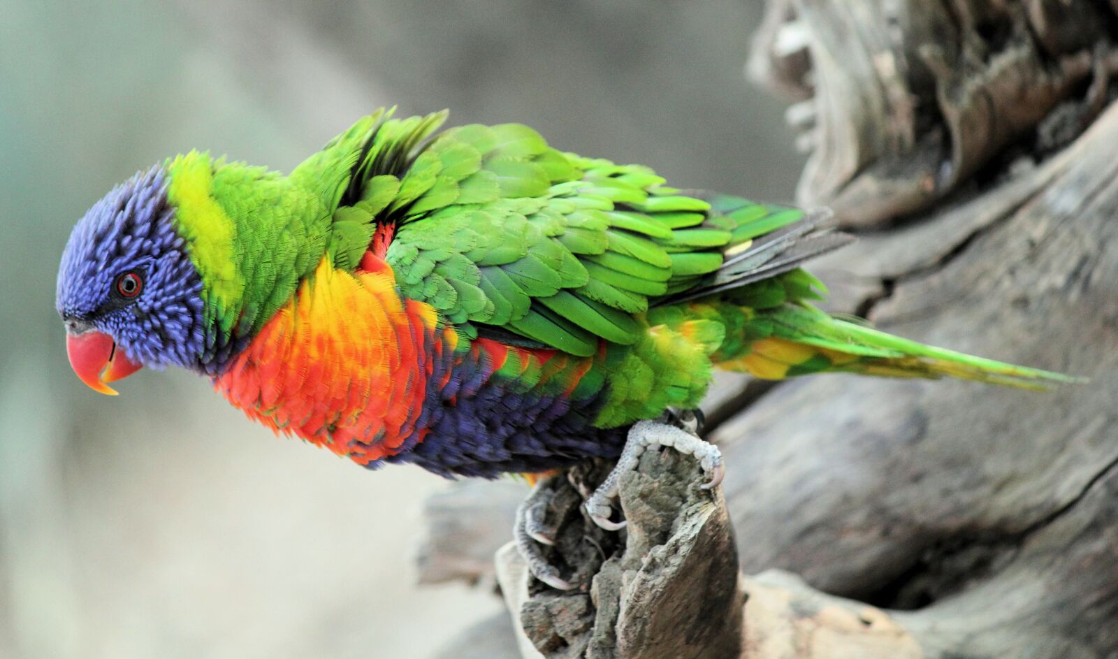 Canon EOS 550D (EOS Rebel T2i / EOS Kiss X4) sample photo. Lori, parrot, bird photography