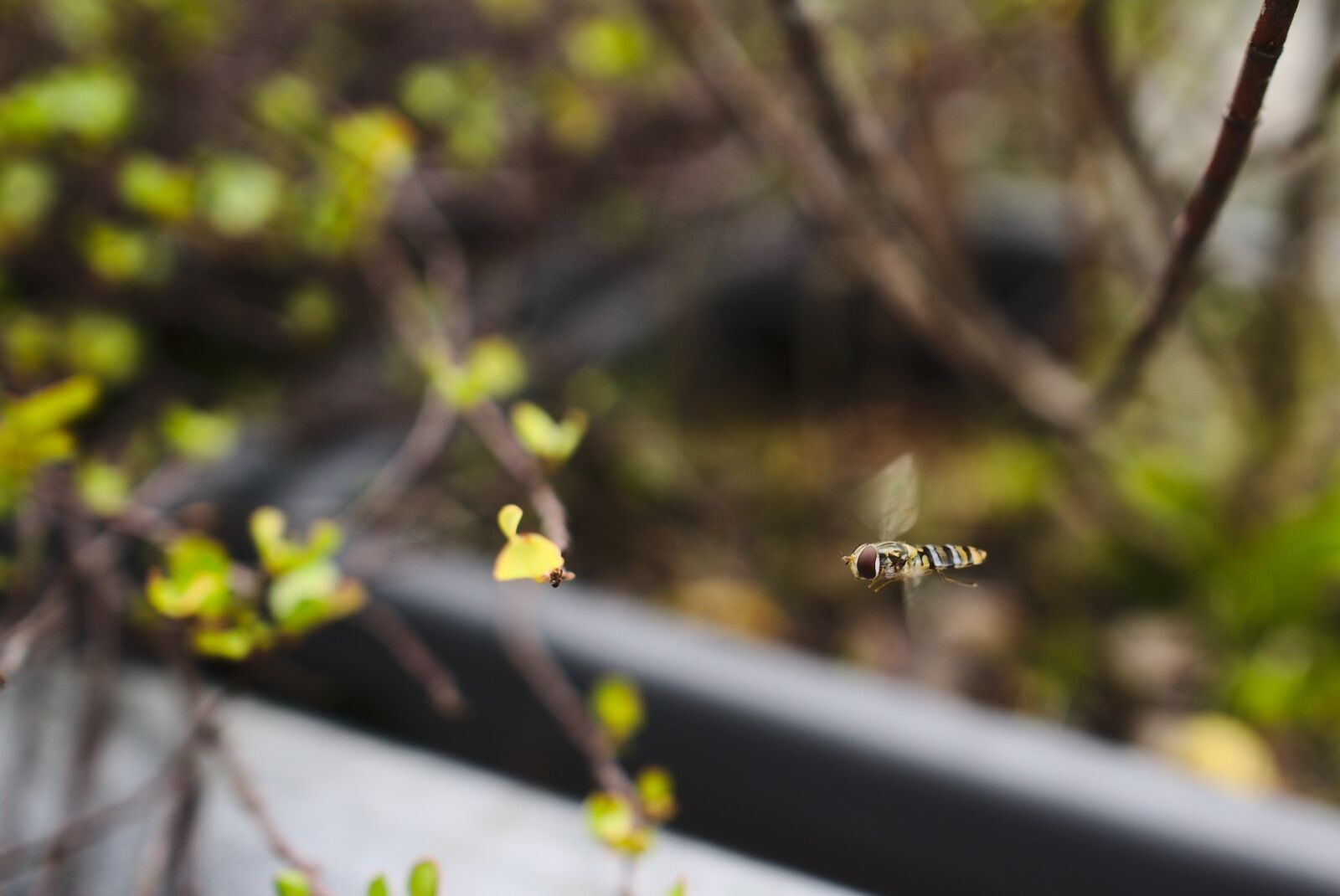 Sony a6000 + Sony Sonnar T* E 24mm F1.8 ZA sample photo. Hoverfly, insect, flying photography