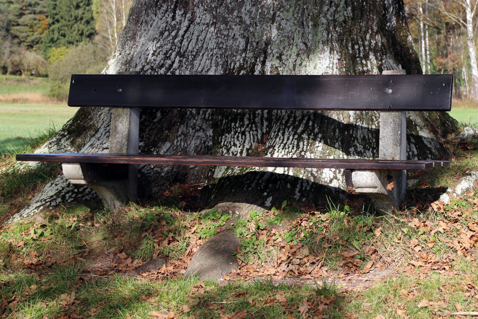 Canon EOS M sample photo. Bench, bank, nature photography