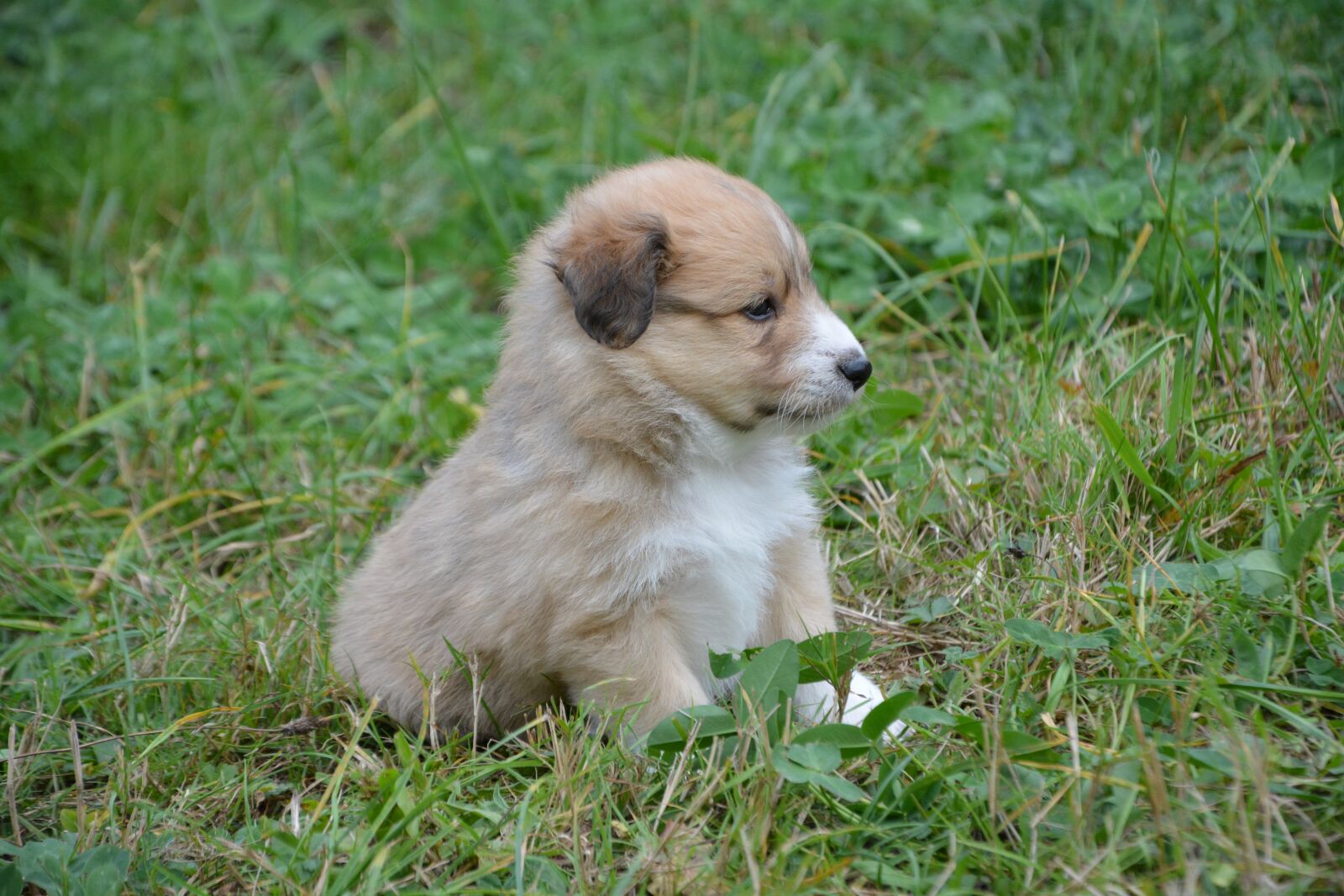 Nikon D5200 sample photo. Puppy, pup, puppies colour photography