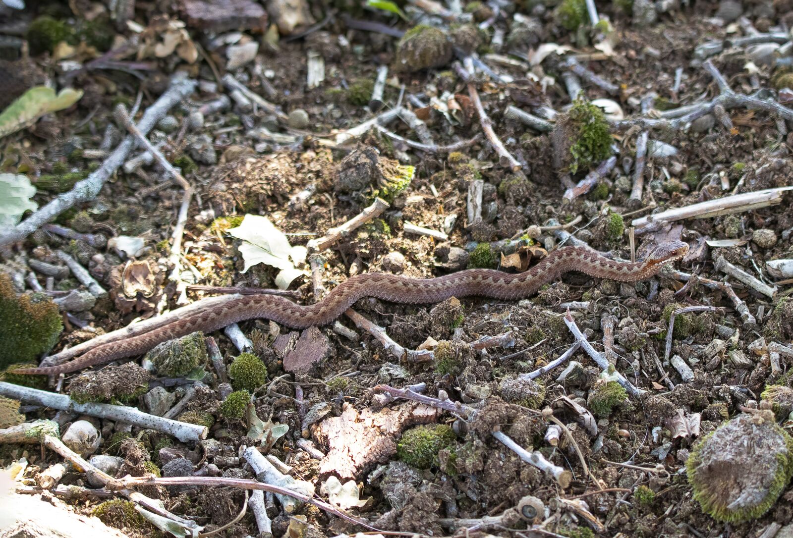 Sigma 100-400mm F5-6.3 DG OS HSM sample photo. Adder, viper, snake photography