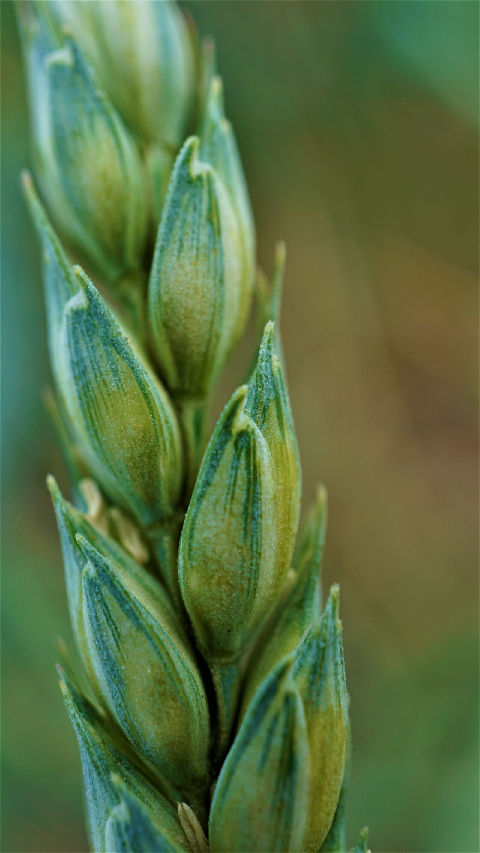 Sony E 30mm F3.5 Macro sample photo. Wheat, cereals, cornfield photography