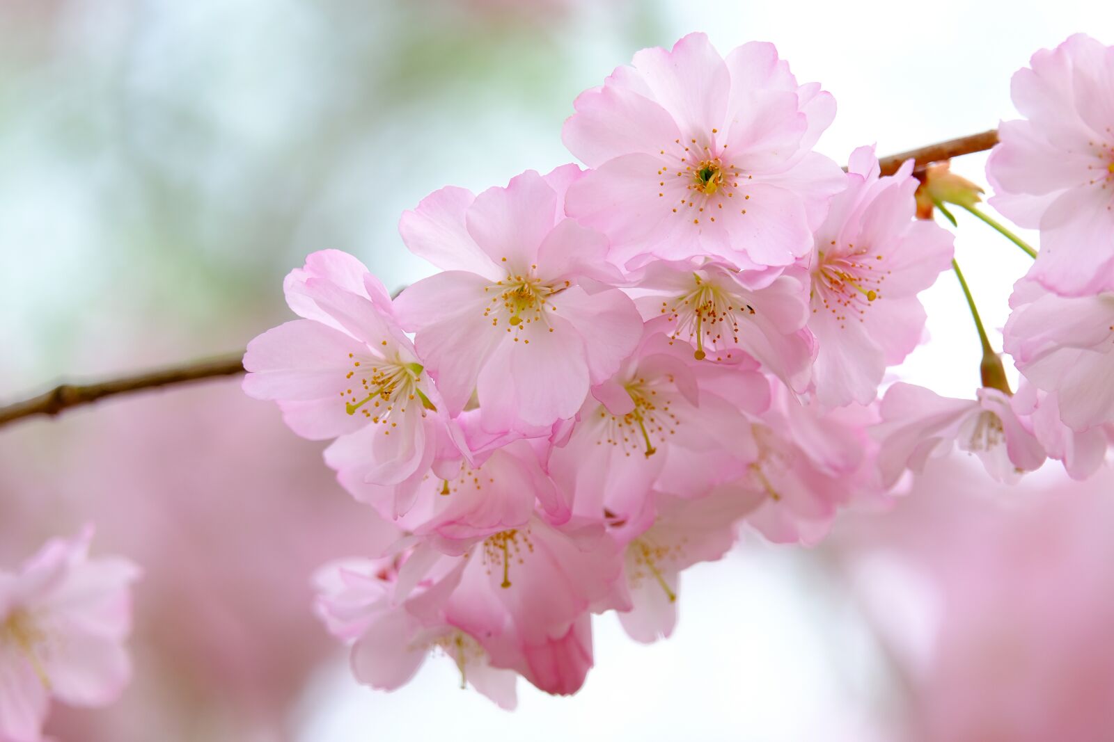 Fujifilm X-T3 sample photo. Cherry blossoms, branch, petals photography