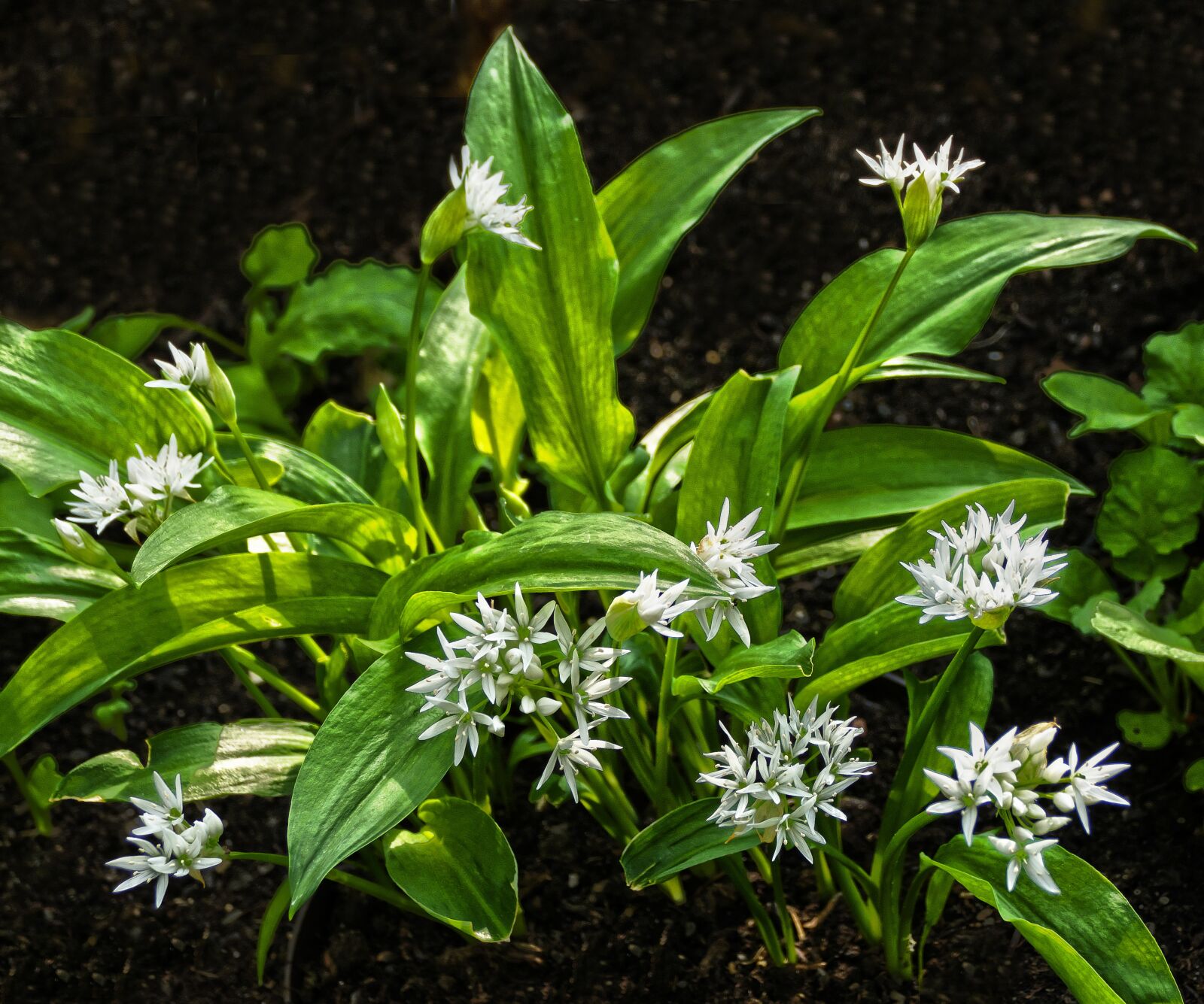 Panasonic Lumix DMC-FZ1000 sample photo. Bear's garlic, leaves, blossom photography