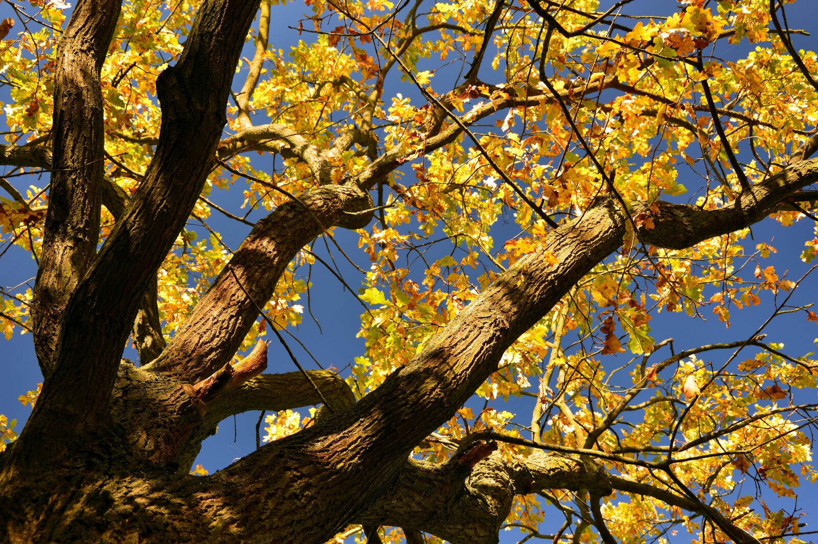 Nikon D3200 sample photo. Tree, leaves, fall foliage photography