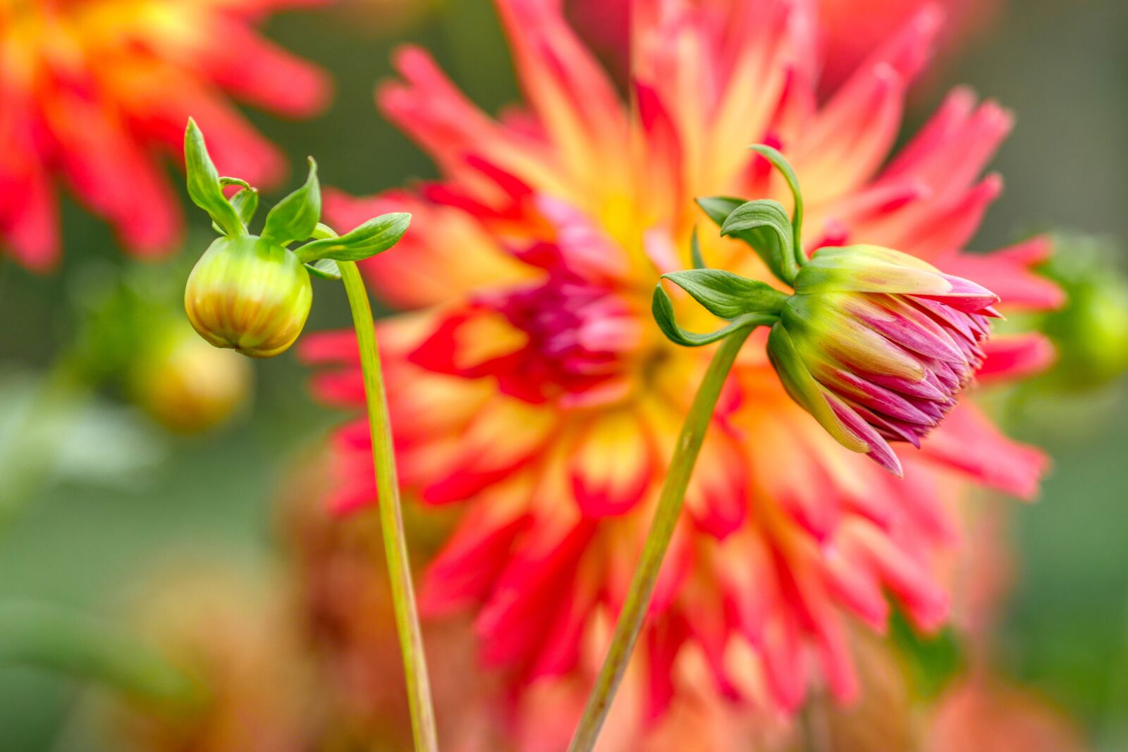 Panasonic Lumix DMC-GX8 sample photo. Dahlia, bud, flower photography