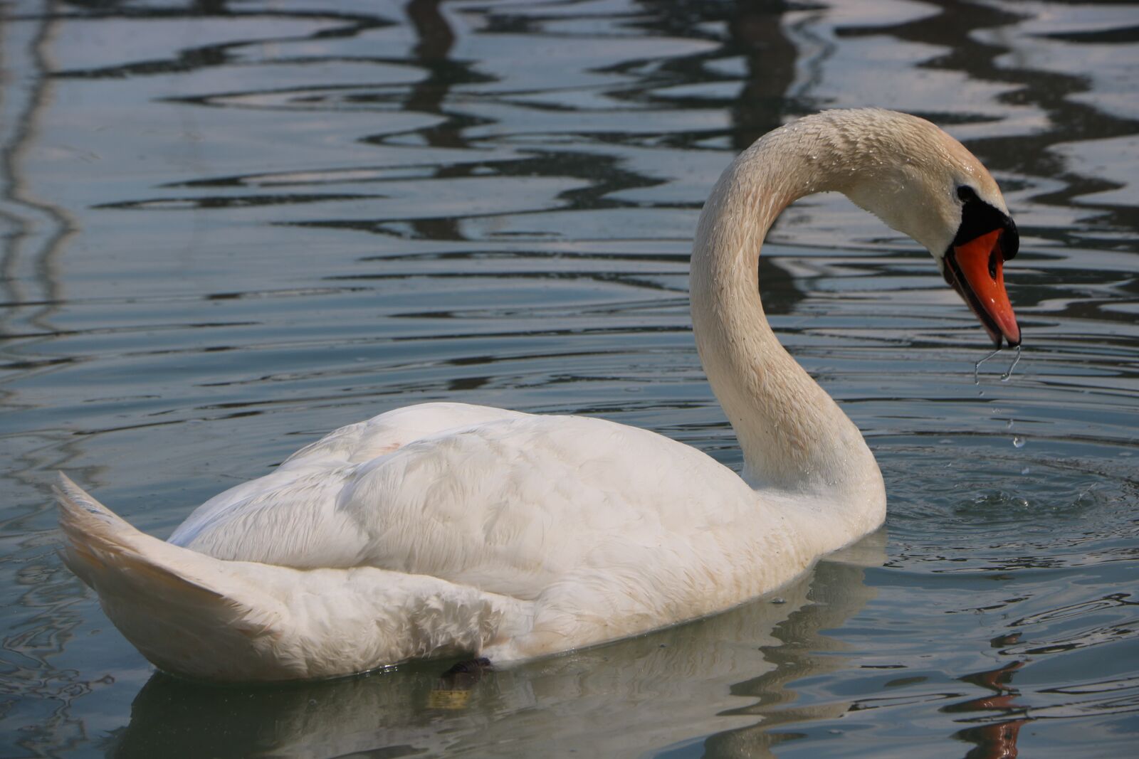 Canon EOS 760D (EOS Rebel T6s / EOS 8000D) sample photo. Swan, bird, just add photography