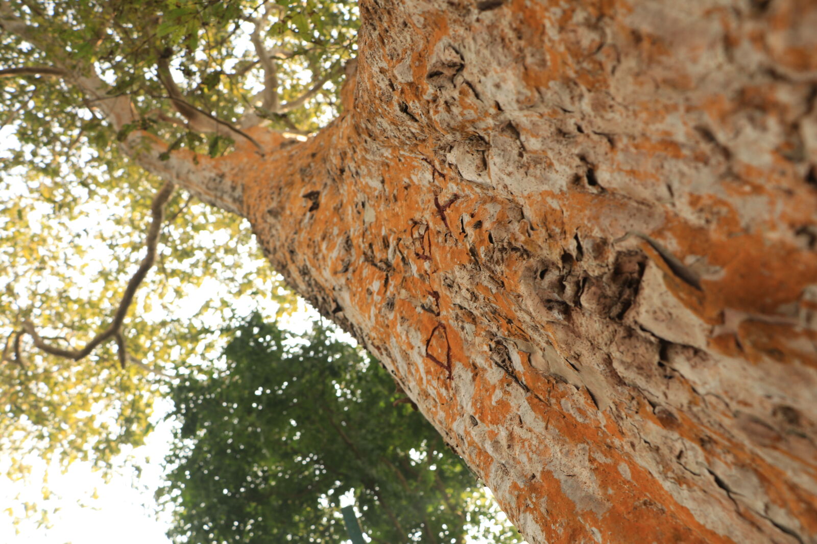 Canon EOS 80D sample photo. Tree photography