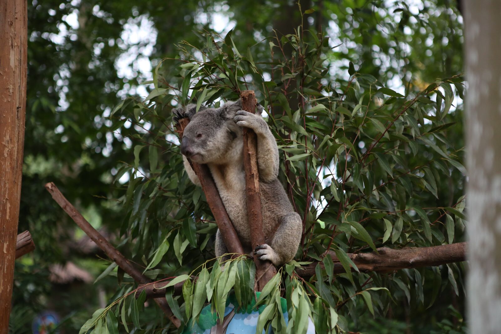 Canon EOS 5D Mark III sample photo. China, koala, bear photography
