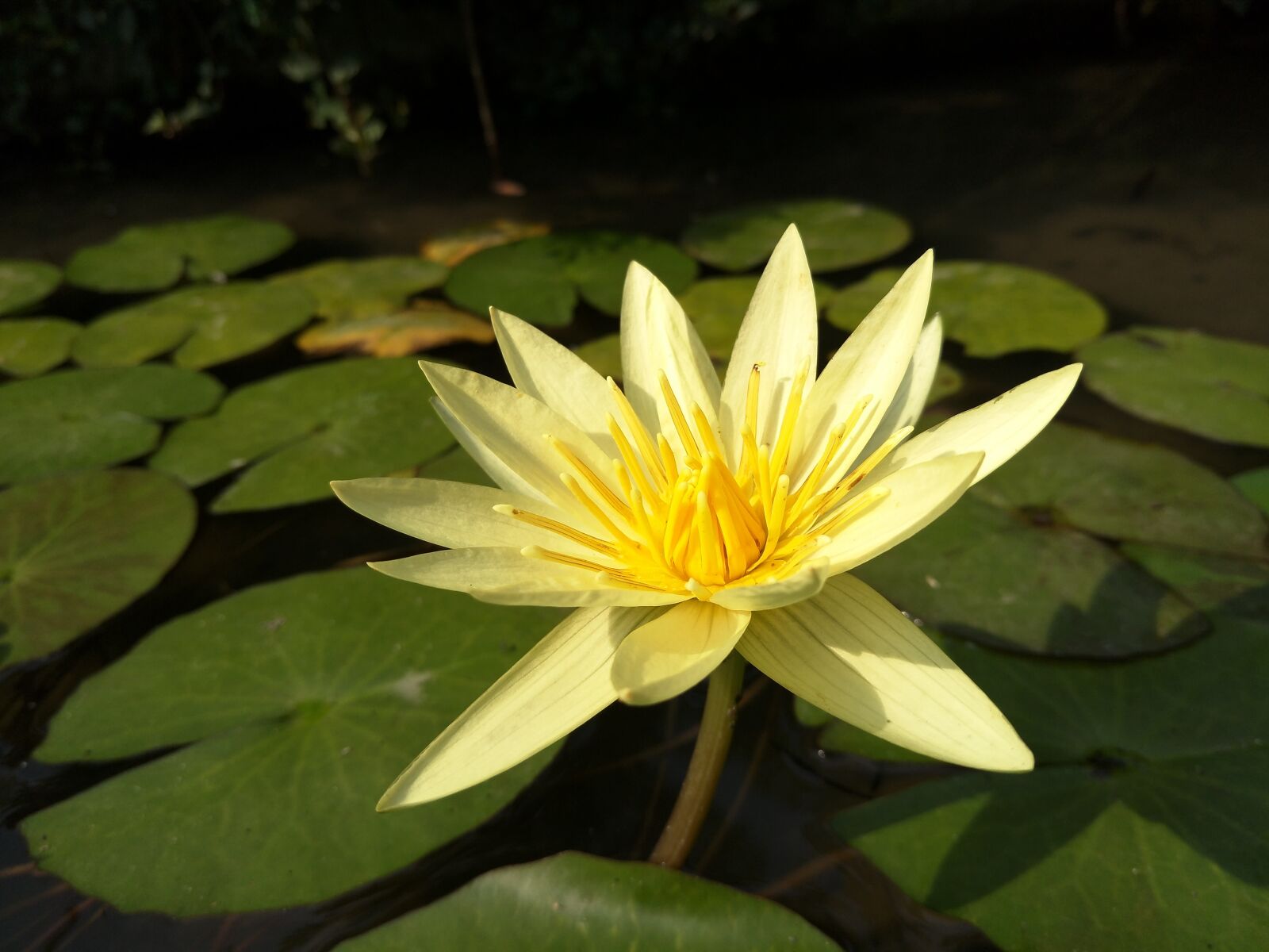 OPPO R9Plus sample photo. Waterlily, lotus, plant photography