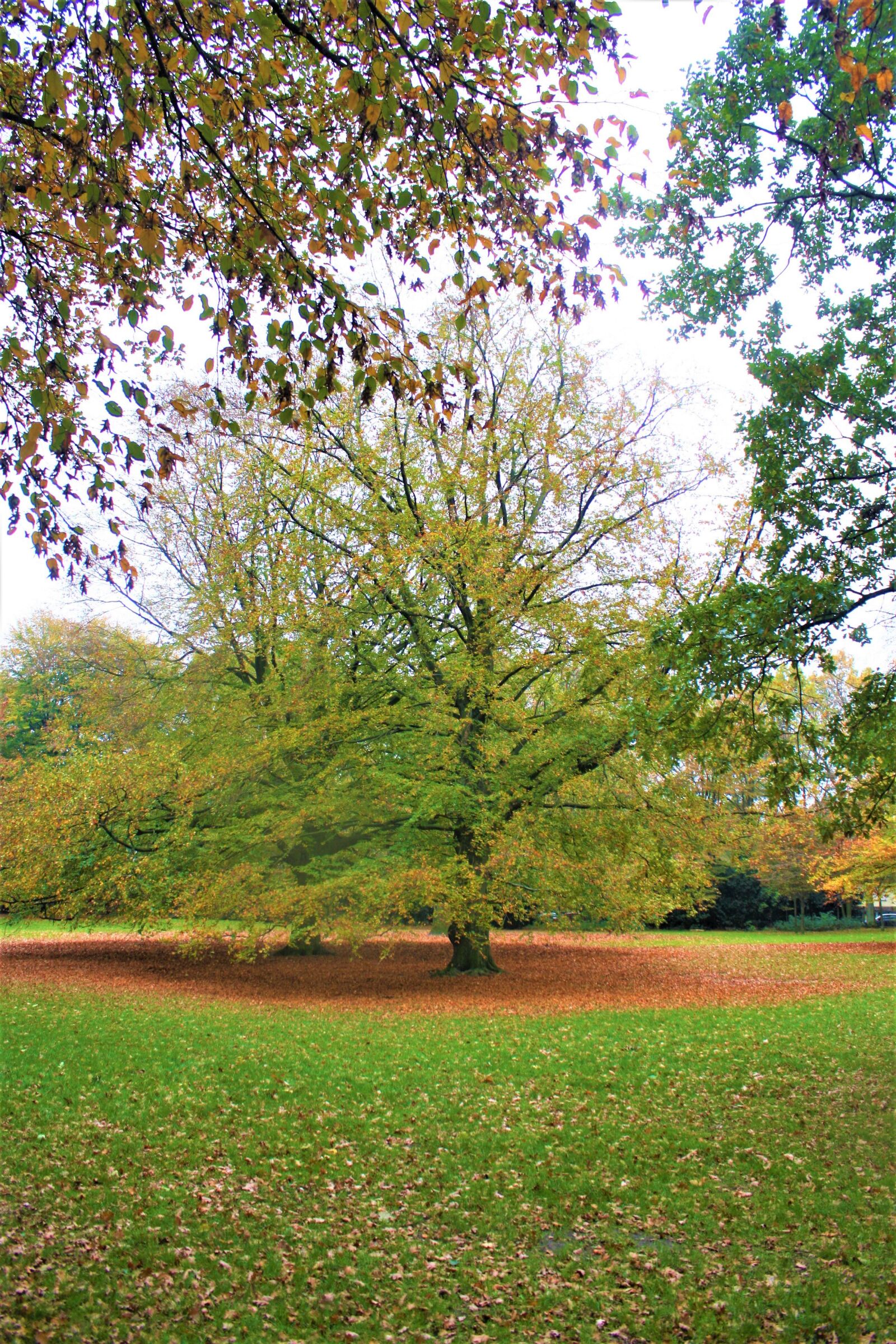 Canon EOS 1000D (EOS Digital Rebel XS / EOS Kiss F) sample photo. Autumn, tree, fall foliage photography