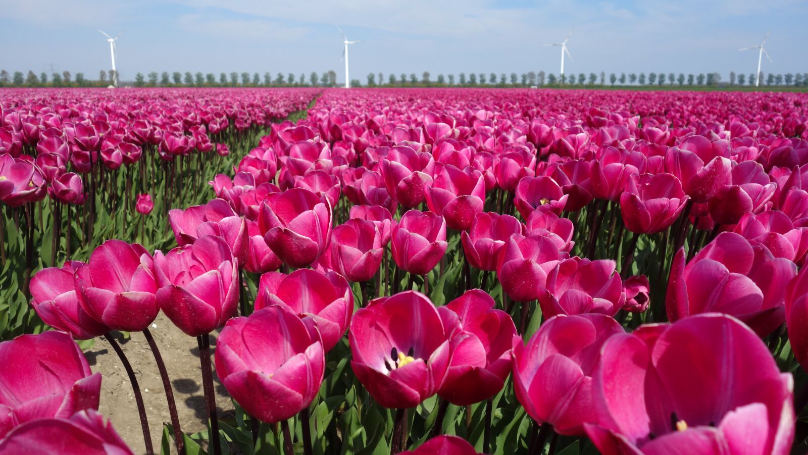 Sony Cyber-shot DSC-RX100 sample photo. Tulips, tulip, bulb photography