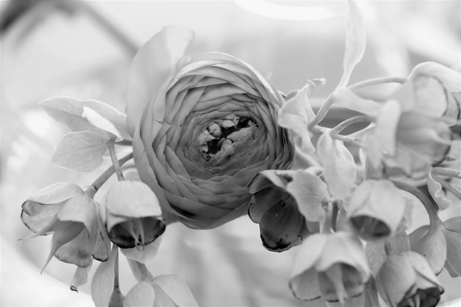Nikon D5500 sample photo. Blossom, bloom, flower photography