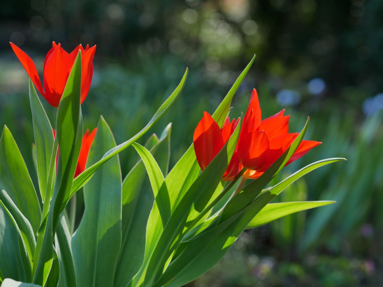 Panasonic Lumix DMC-GX85 (Lumix DMC-GX80 / Lumix DMC-GX7 Mark II) sample photo. Tulips, spring, blossomed photography