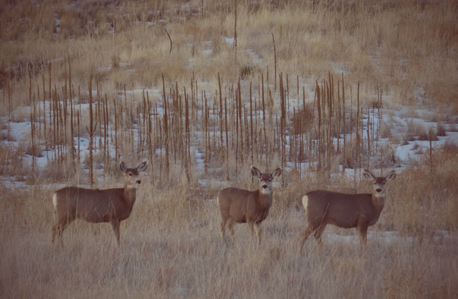 Canon PowerShot SX50 HS sample photo. Deer, mule deer, wildlife photography