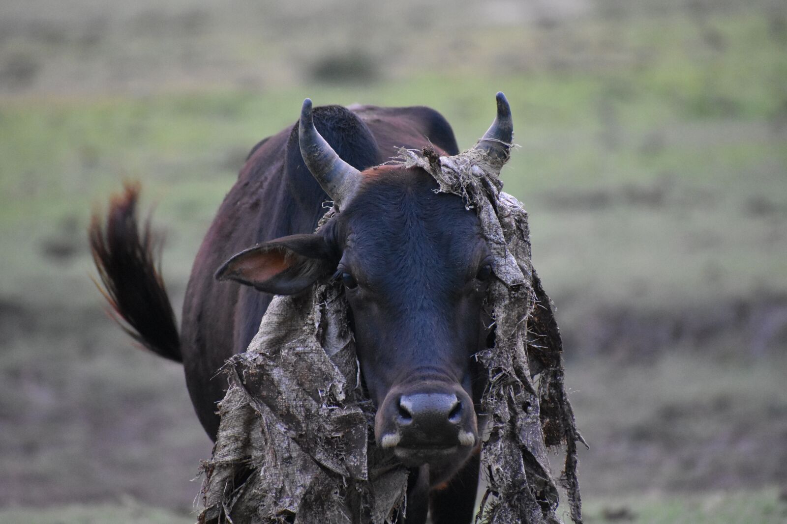 Nikon D3400 sample photo. Animal, cow, nature photography