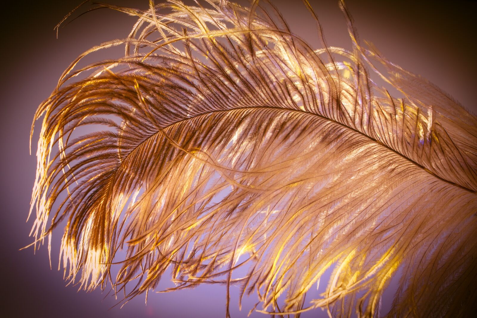 Canon EF 50mm F2.5 Macro sample photo. Ostrich feather, feather, ease photography