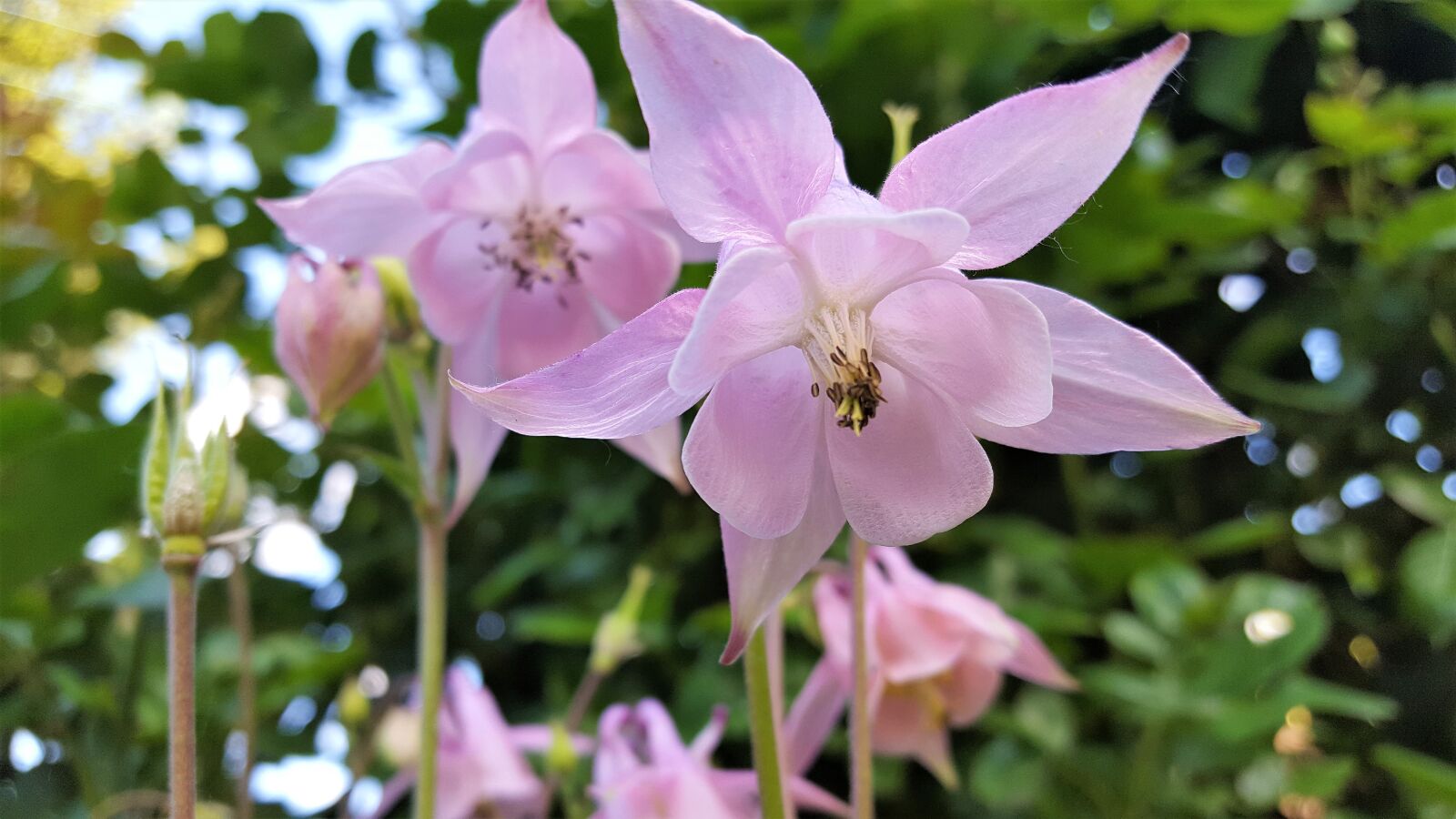 Samsung Galaxy S6 sample photo. Flower, pink, garden photography