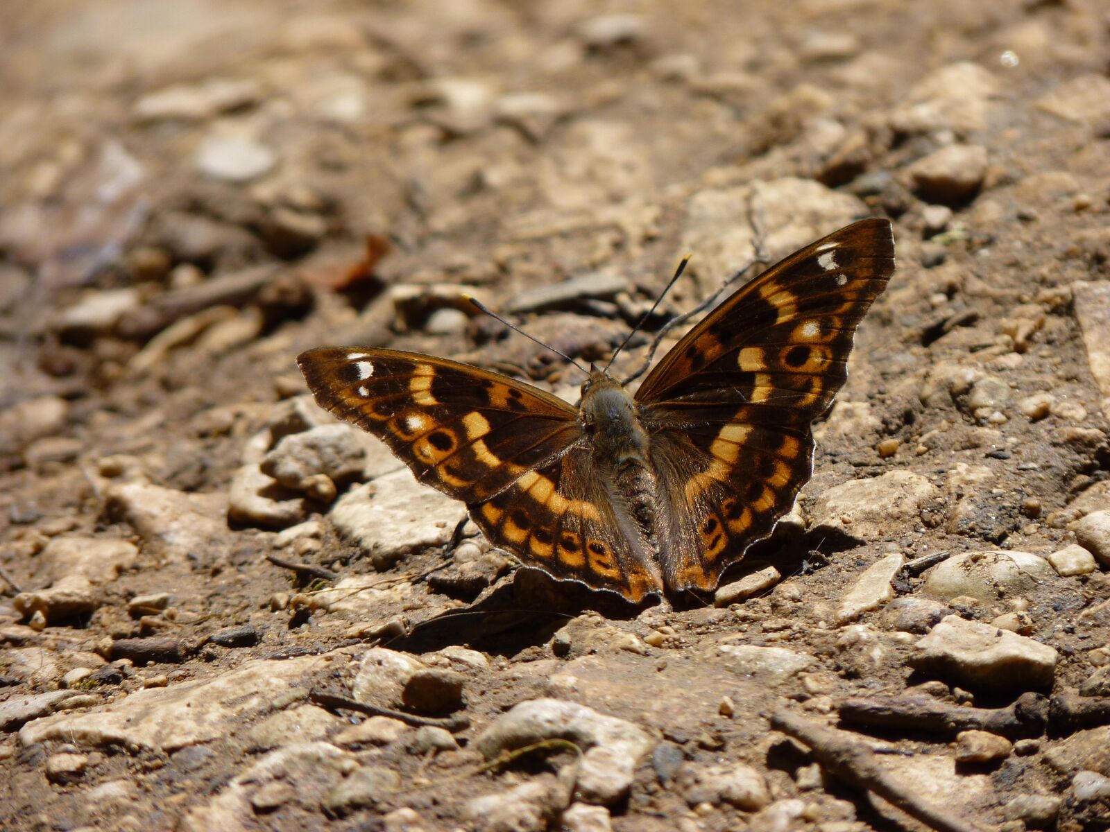 Panasonic Lumix DMC-FZ35 (Lumix DMC-FZ38) sample photo. Butterfly, insect, macro photography