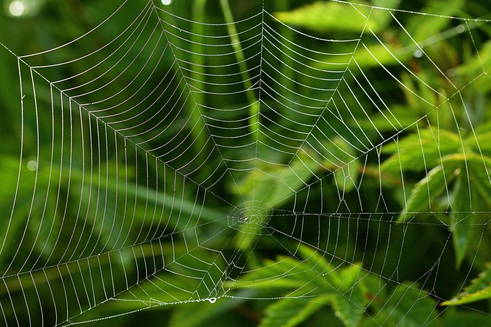 Nikon D5200 sample photo. Cobweb, spider, networking photography