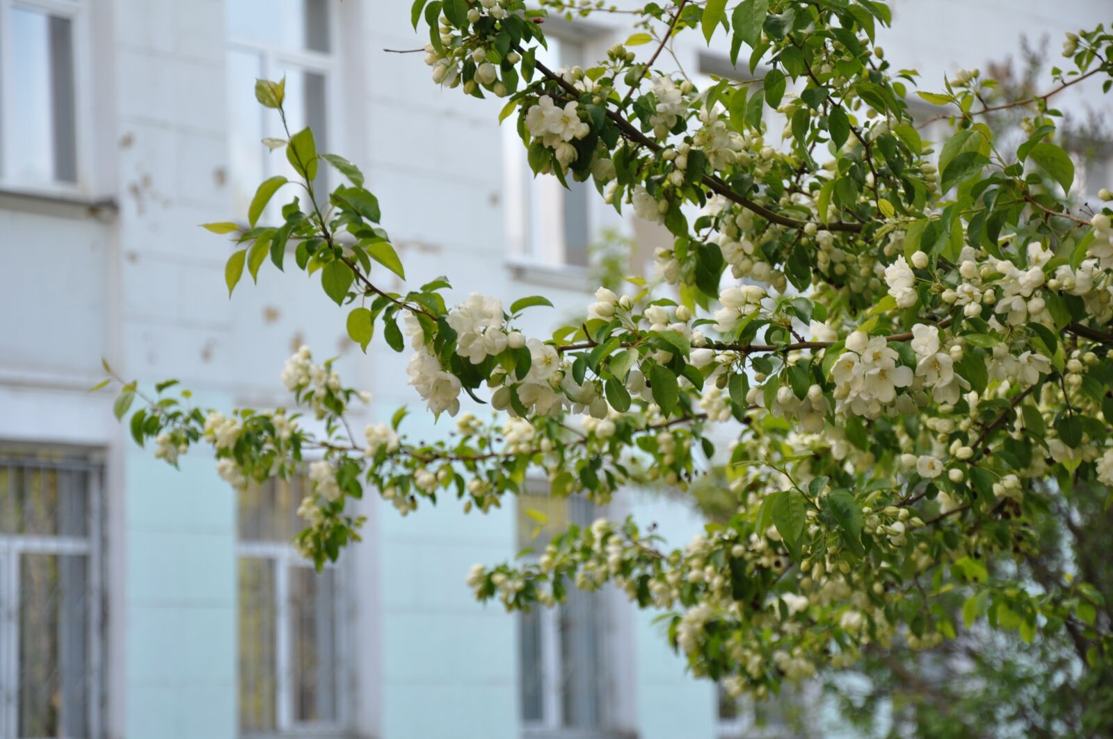 Nikon D90 sample photo. Spring, bloom, apple tree photography