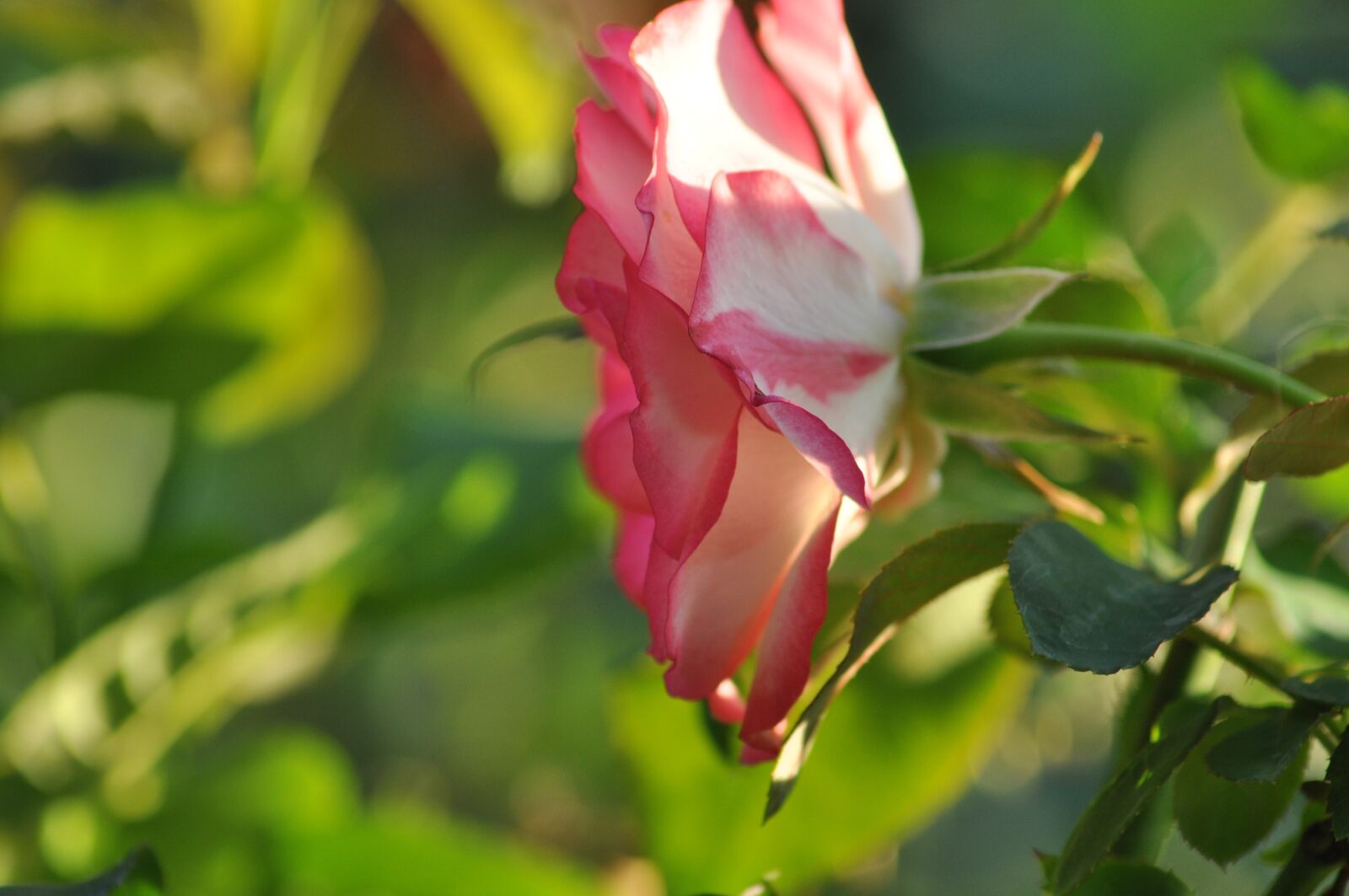 Nikon D90 sample photo. Summer, nature, colours photography