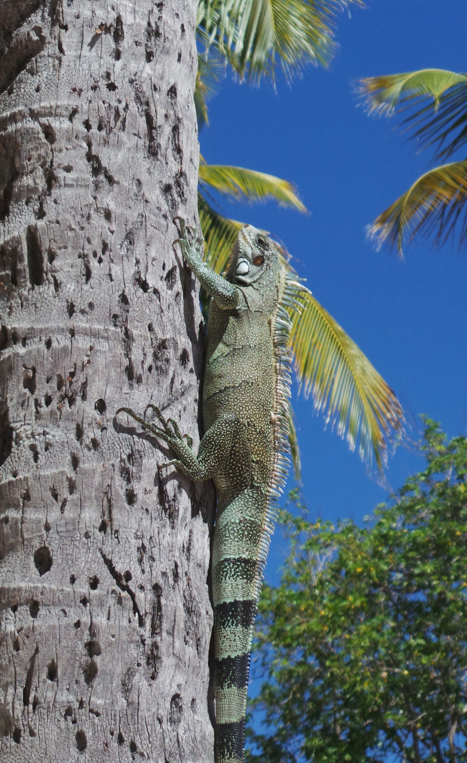 Samsung Galaxy Camera (Wi-Fi) sample photo. Iguana, watch, lizard photography