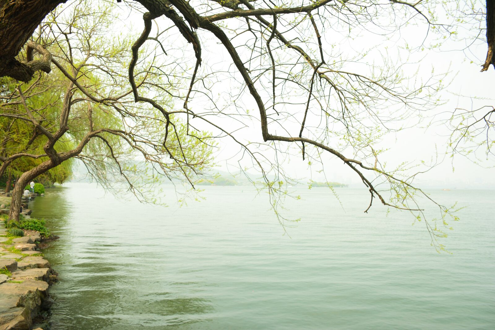 Nikon D7100 sample photo. Lake, spring, tender willow photography