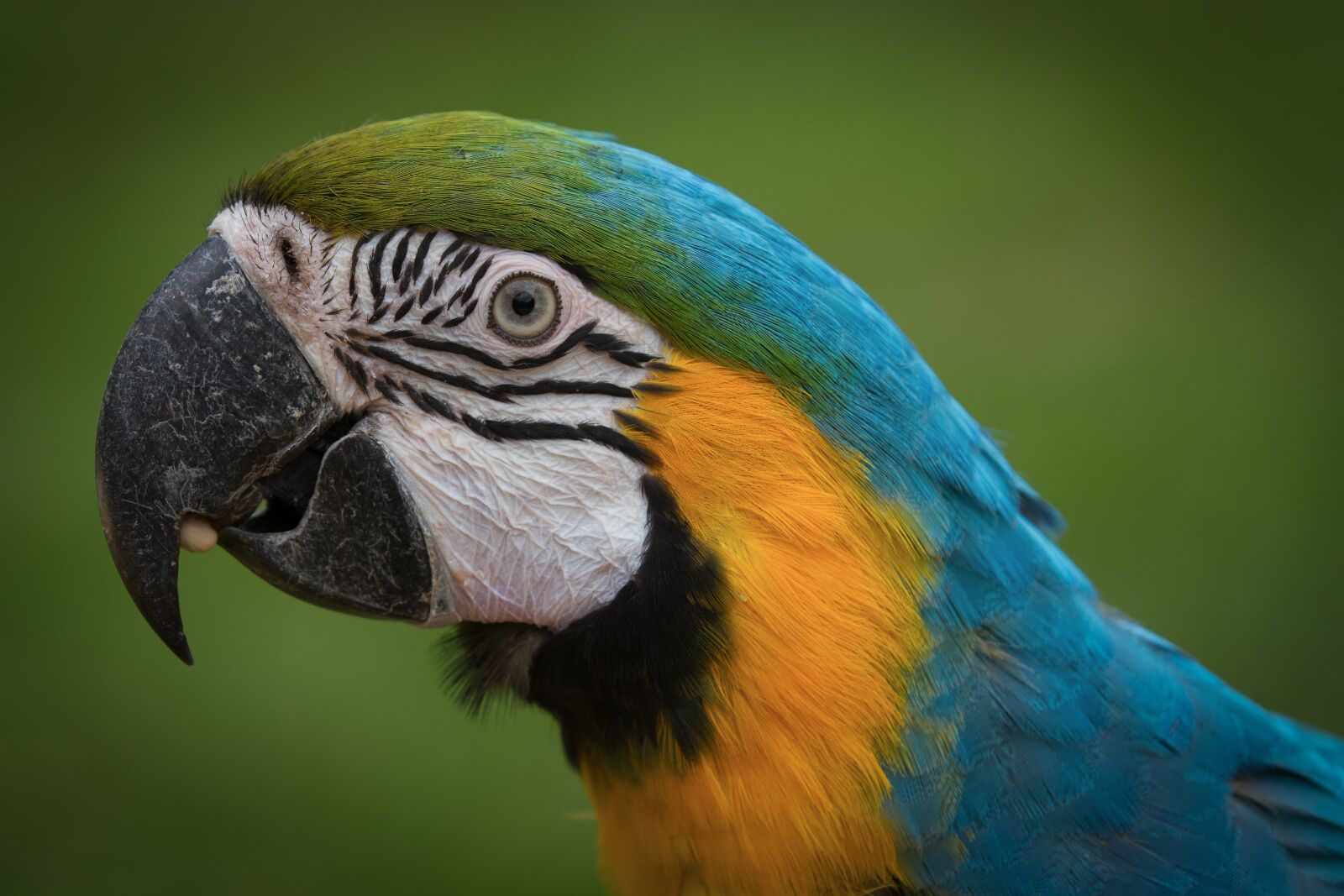 Canon EOS 7D + Canon EF 70-200mm F2.8L IS II USM sample photo. Parrot, zoo, ara photography