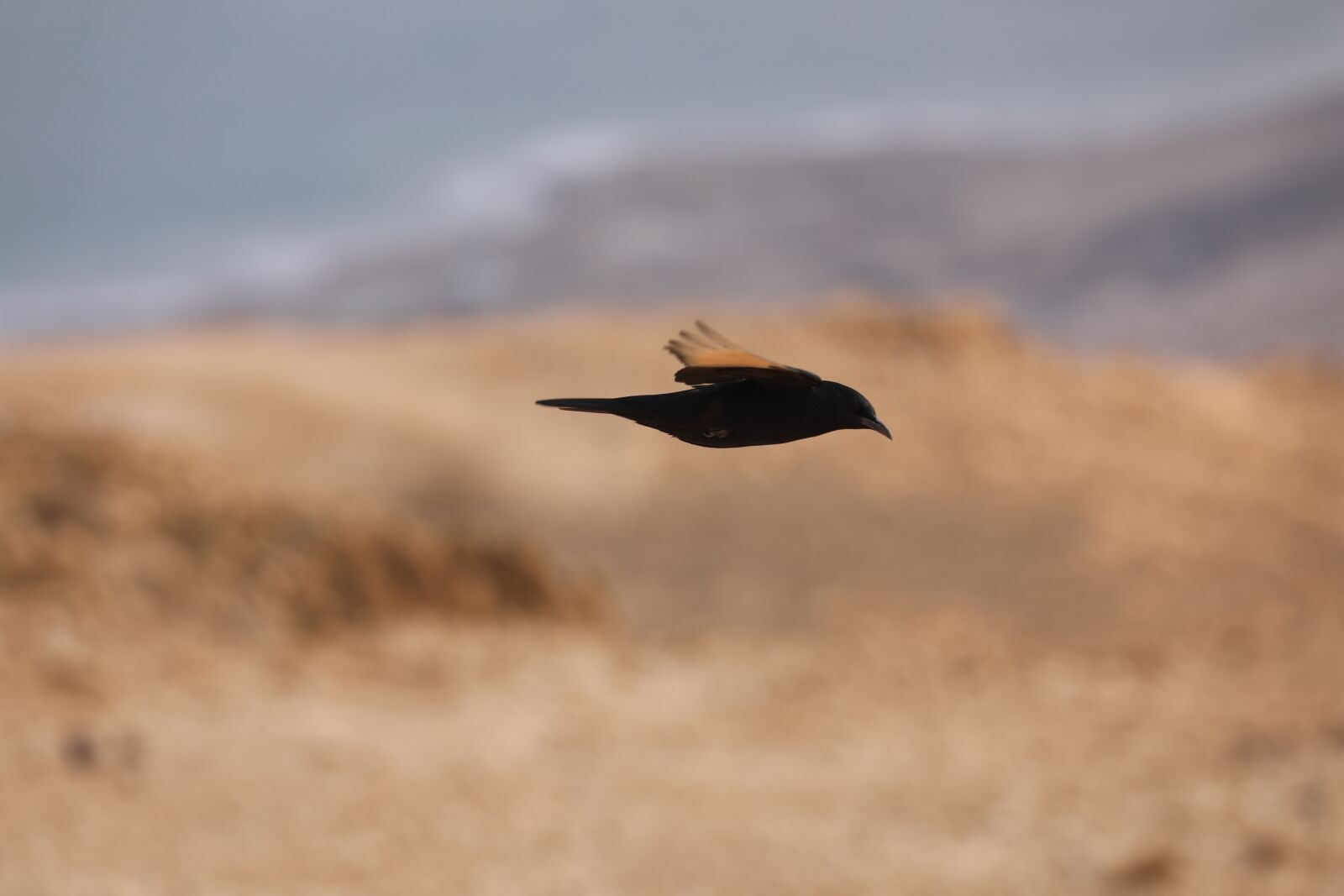 Canon EOS 5D Mark IV sample photo. Bird, fly, animal photography