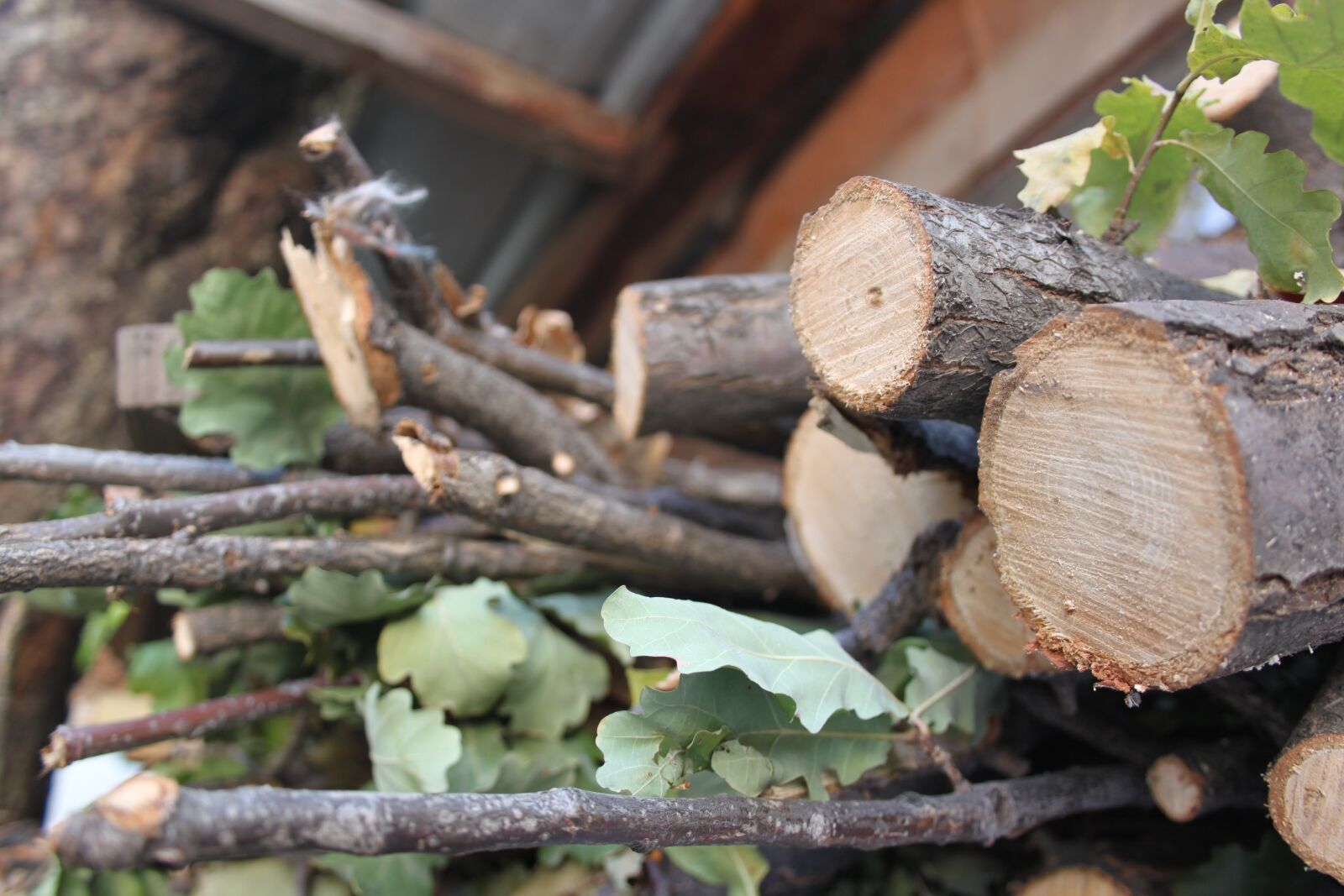 Canon EOS 500D (EOS Rebel T1i / EOS Kiss X3) sample photo. Tree, logs, firewood photography