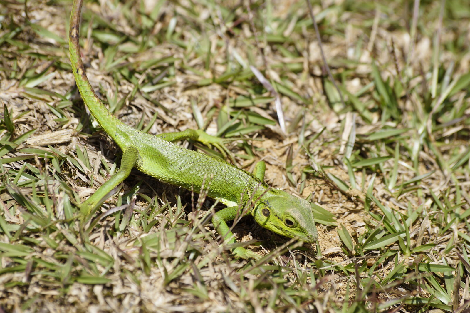 Sony SLT-A58 sample photo. Green, lizard, katussa, lizard photography
