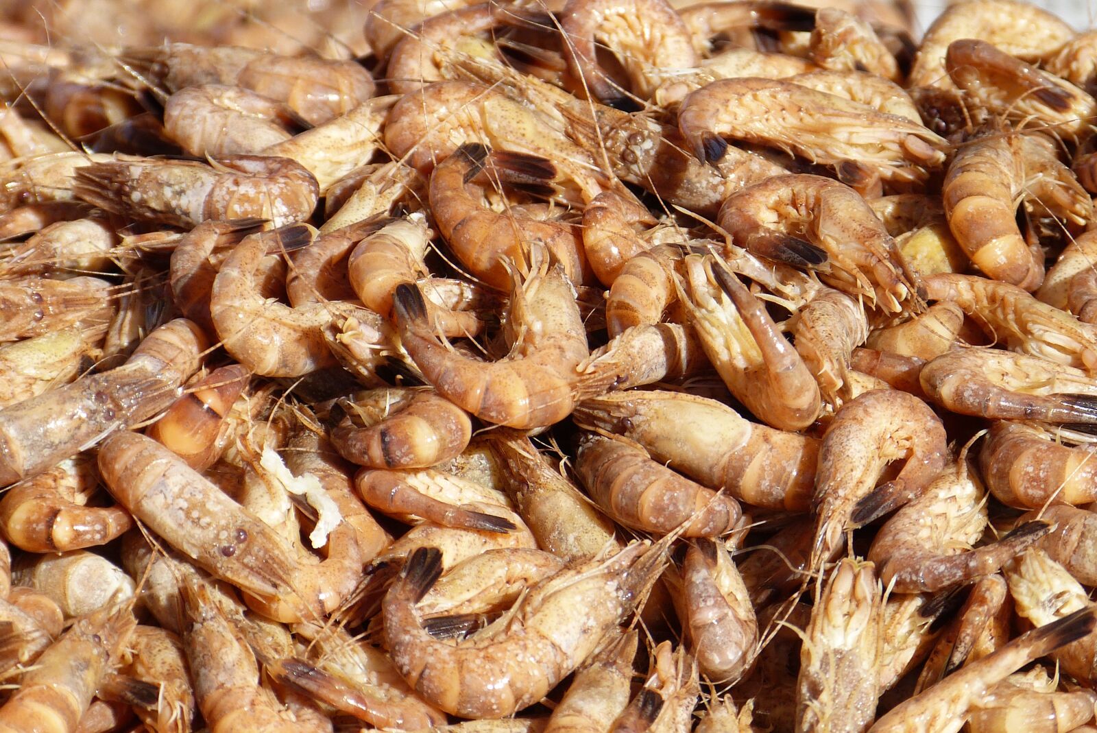 Panasonic Lumix DMC-FZ150 sample photo. Crabs, delicacy, seafood photography