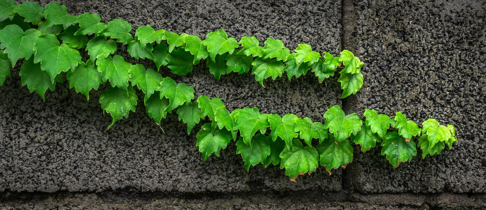 Sony E 30mm F3.5 Macro sample photo. Ivy, vine, the leaves photography