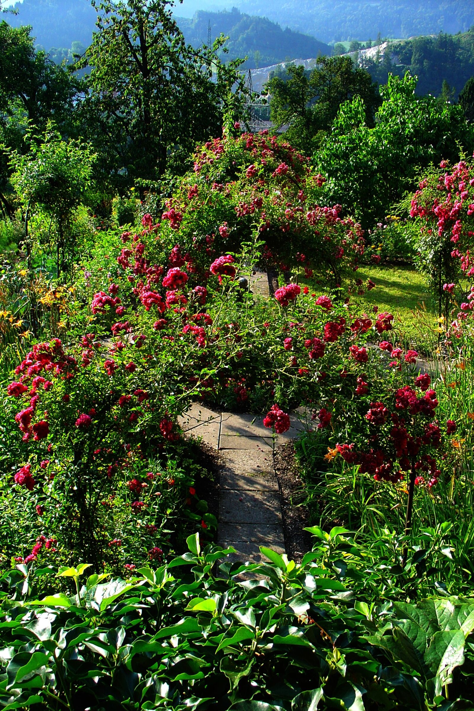 Sony DSC-V1 sample photo. Garden, summer, arch photography