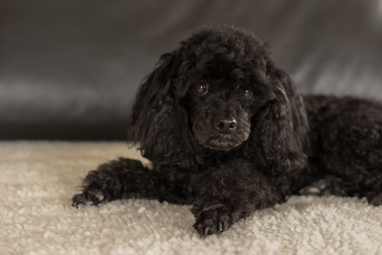 Sony a7R sample photo. Dwarf poodle black, dog photography