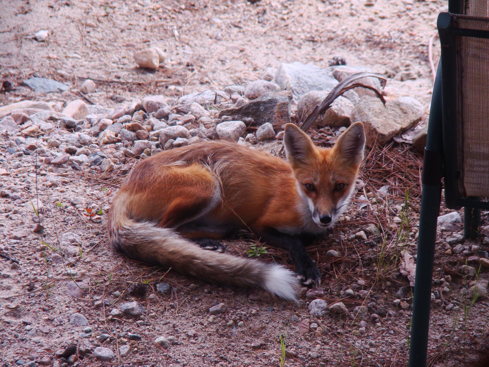 Sony Cyber-shot DSC-H50 sample photo. Mammal, wildlife, animal photography