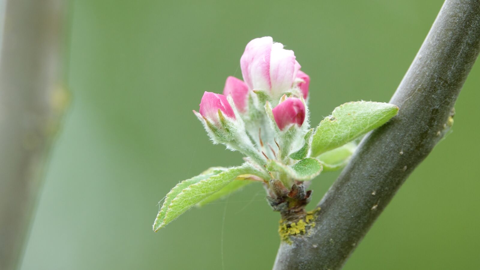 Sony Cyber-shot DSC-RX10 III sample photo. Nature, leaf, flower photography