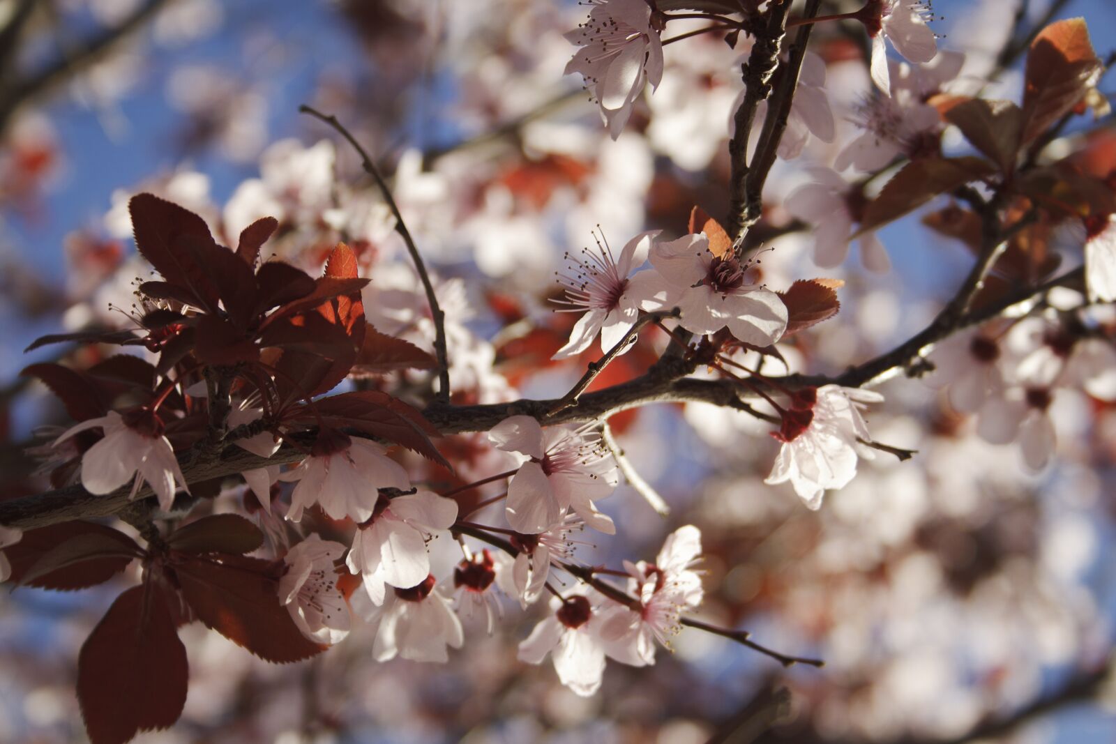 Canon EF-S 18-55mm F3.5-5.6 II sample photo. Flowers, bloom, plum photography