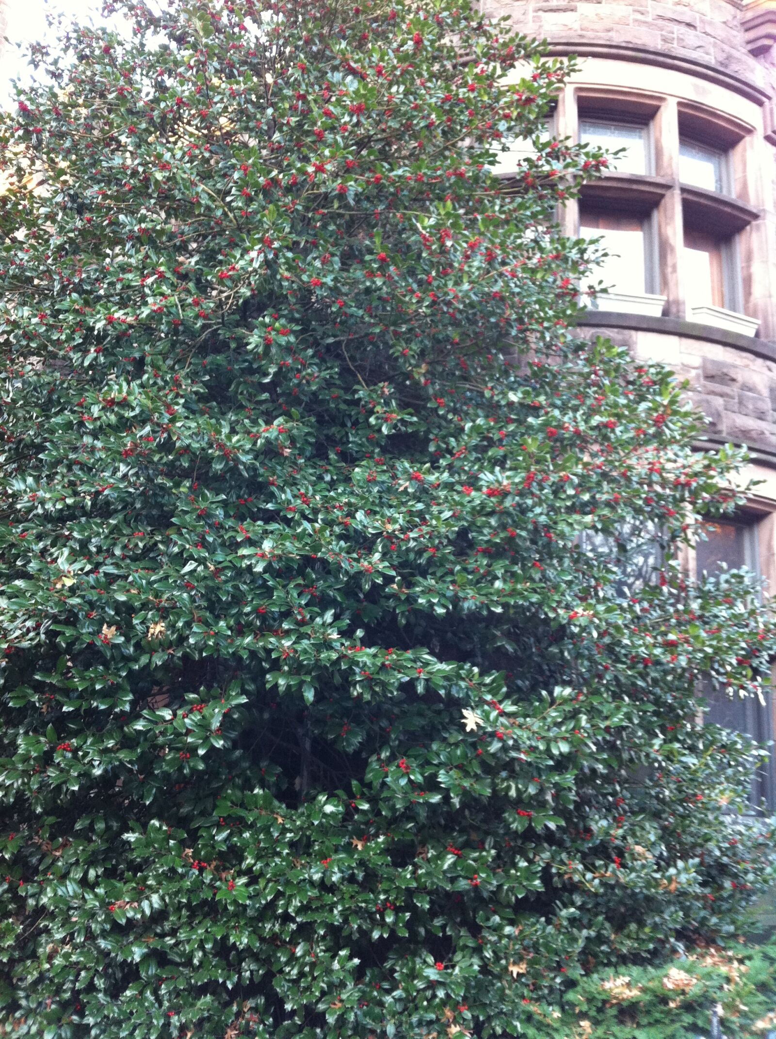 Apple iPhone 4 sample photo