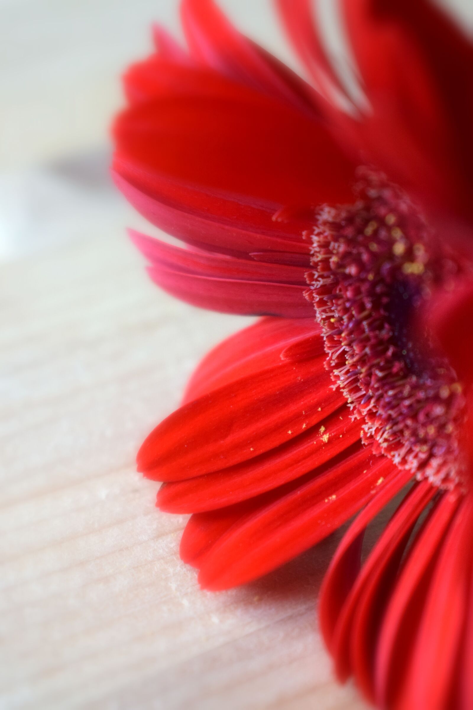 Nikon D3300 sample photo. Flower, gerbera, detail photography