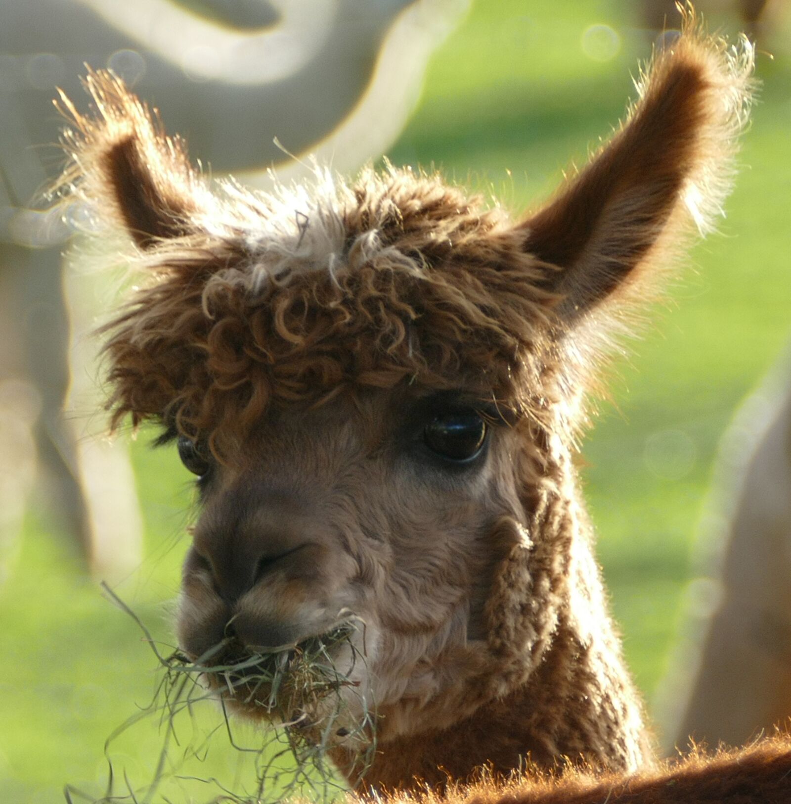 Panasonic Lumix DMC-FZ1000 sample photo. Alpaca, livestock, pako photography